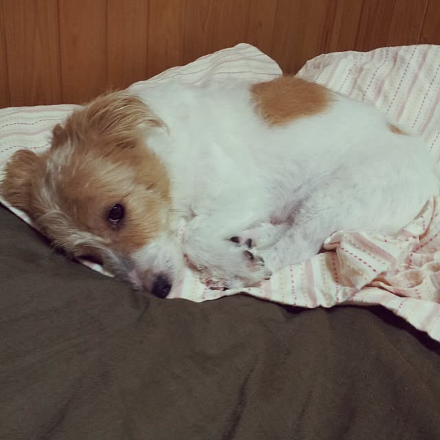 kakkyさんの実例写真