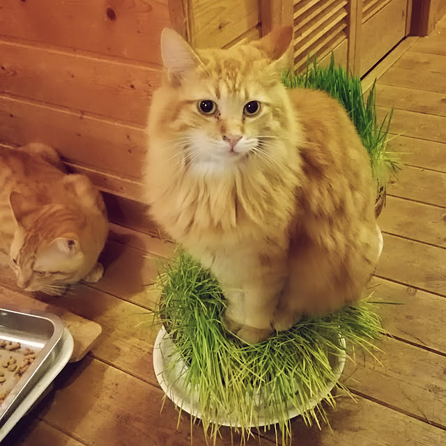 Maki-nekomamireさんの実例写真