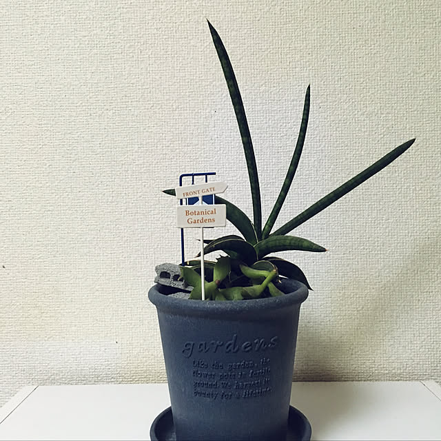 cozetさんの実例写真