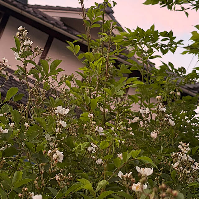 cotaさんの部屋