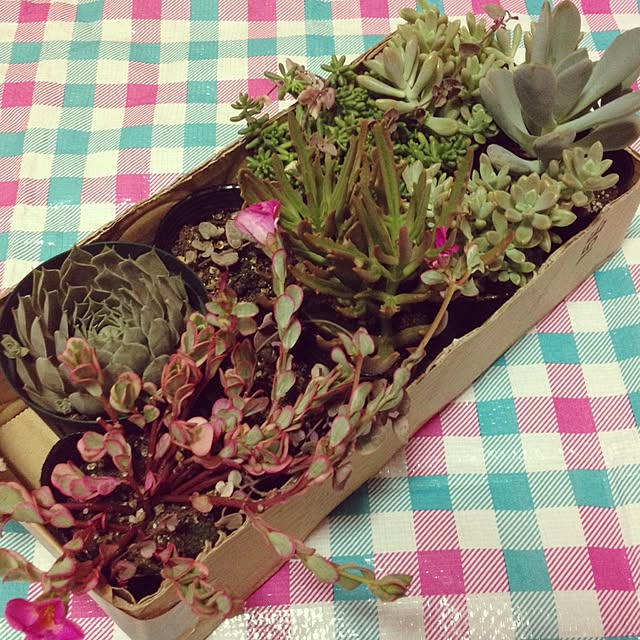 CHIROさんの実例写真