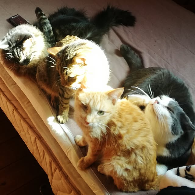 Maki-nekomamireさんの実例写真