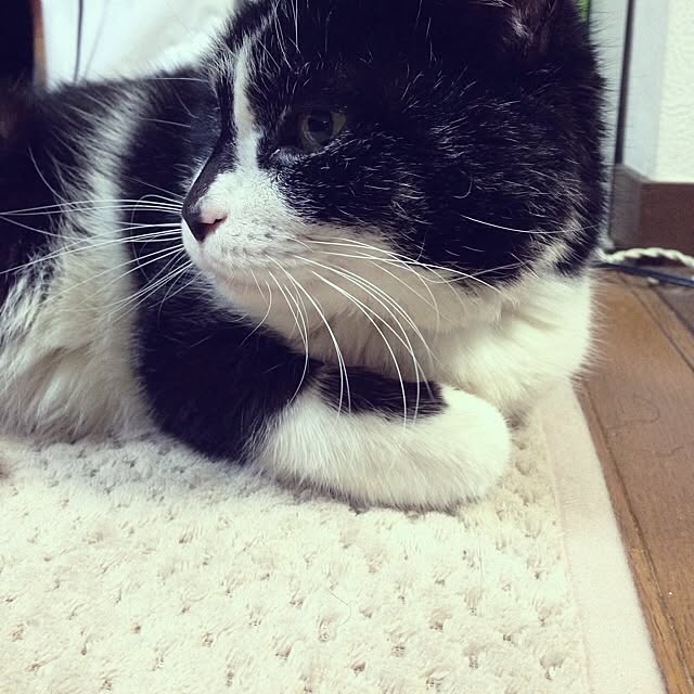 Shigekiさんの実例写真