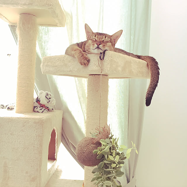 sakineko528さんの実例写真