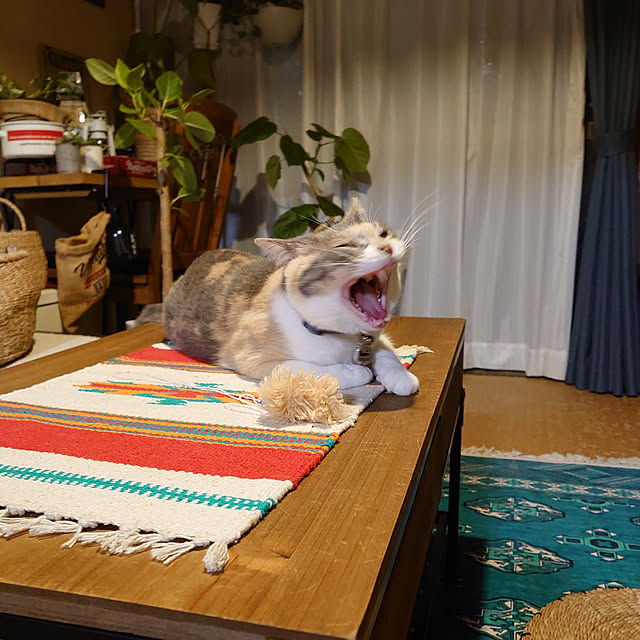 fukuさんの実例写真