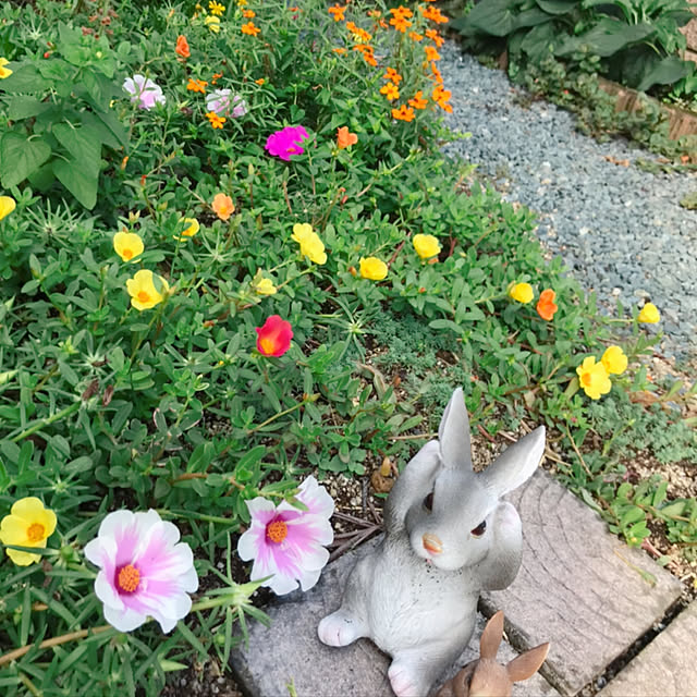 portulacaさんの実例写真