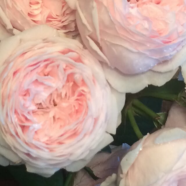 壁/天井/薔薇好き/ぐるぐる/巻き巻き/ガーデニング...などのインテリア実例 - 2016-06-17 22:47:28