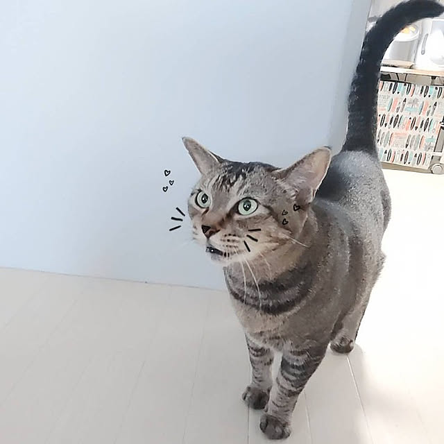 cocomintさんの実例写真