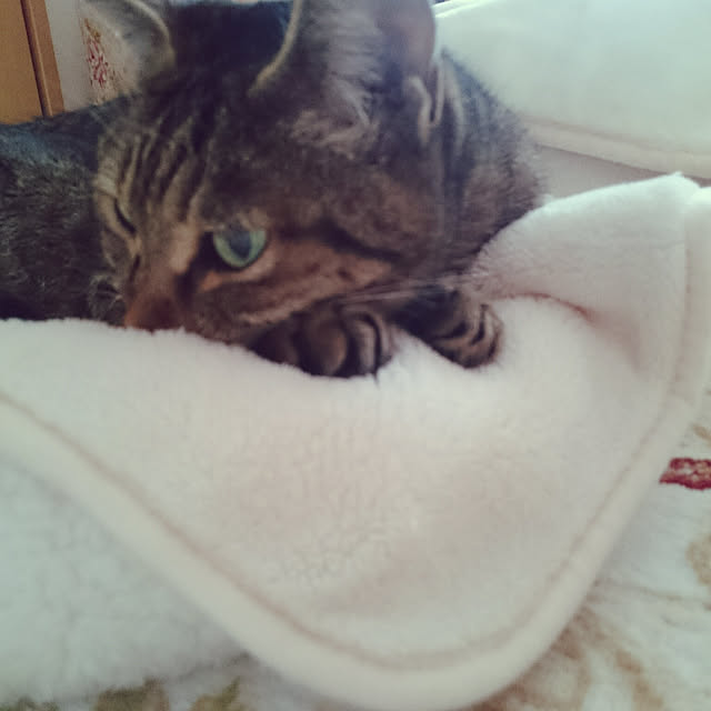 lilyさんの実例写真
