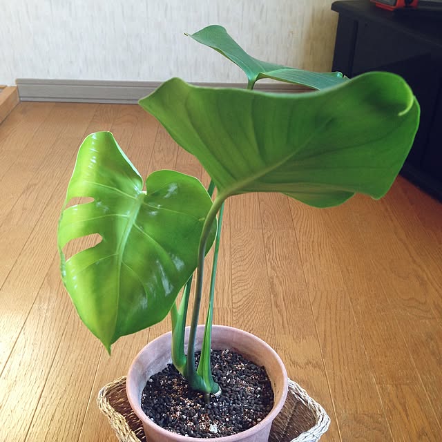 mebiさんの実例写真
