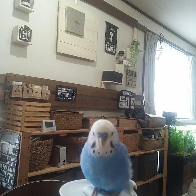 opiopiopiさんの実例写真
