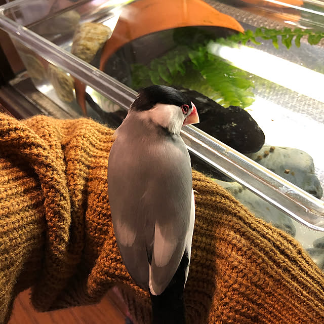 soramameさんの実例写真