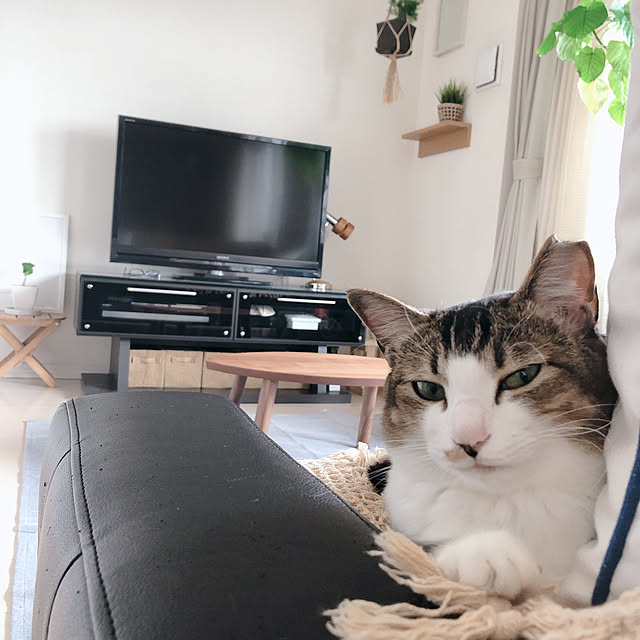 nekomiさんの実例写真
