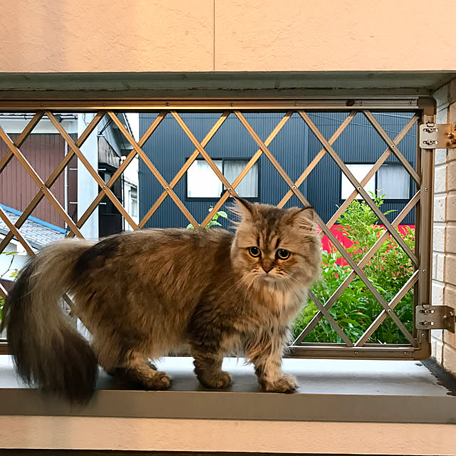 butachanさんの実例写真