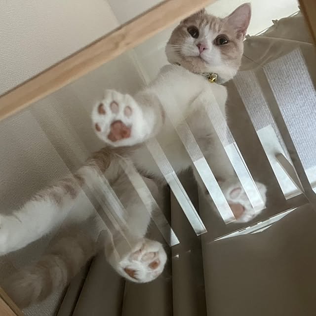 kiyohima229さんの実例写真