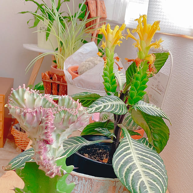 Hanakaさんの部屋