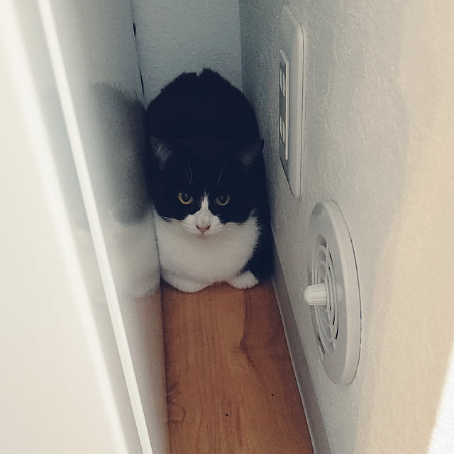 hihaさんの実例写真