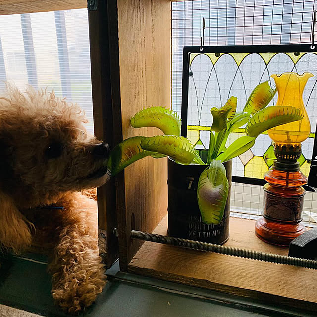 natulove0418さんの実例写真