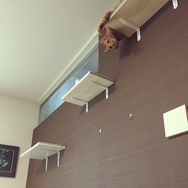 DIY/壁/天井/ねこのインテリア実例 - 2020-02-25 14:00:40