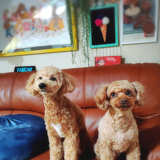 cherrycherryさんの実例写真