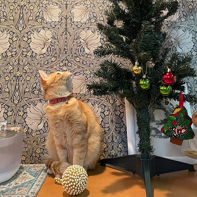 okogeさんの部屋