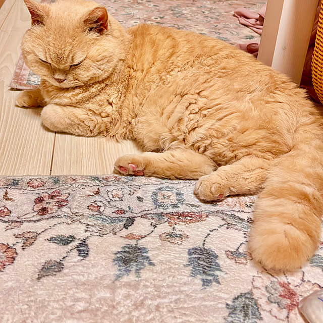 naokoさんの実例写真