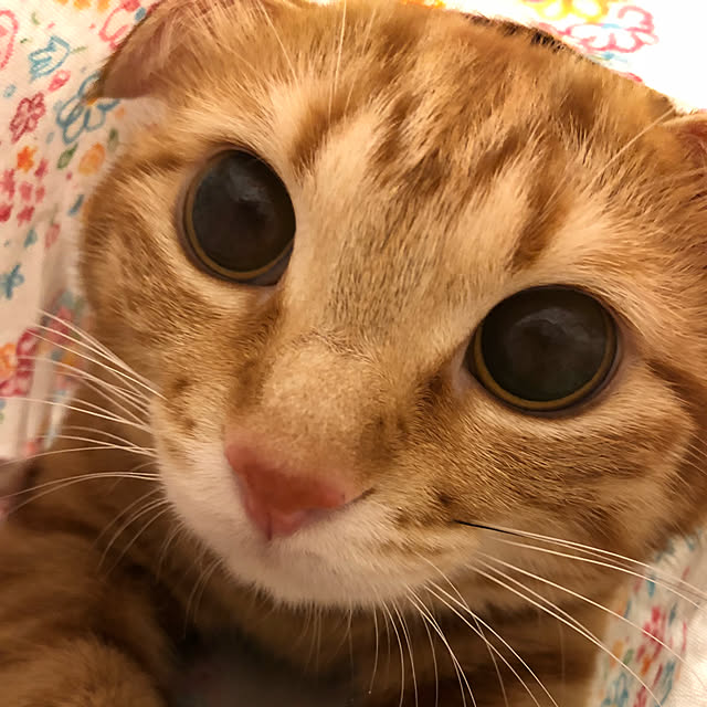 miyamiさんの実例写真