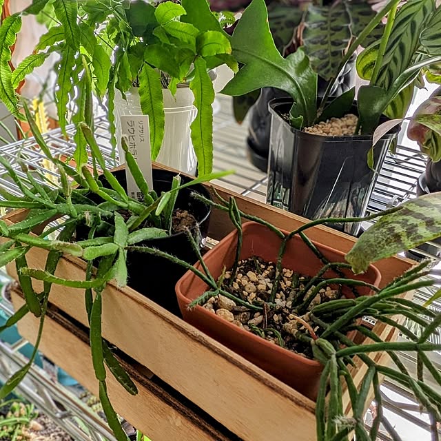 ot-gardenさんの部屋