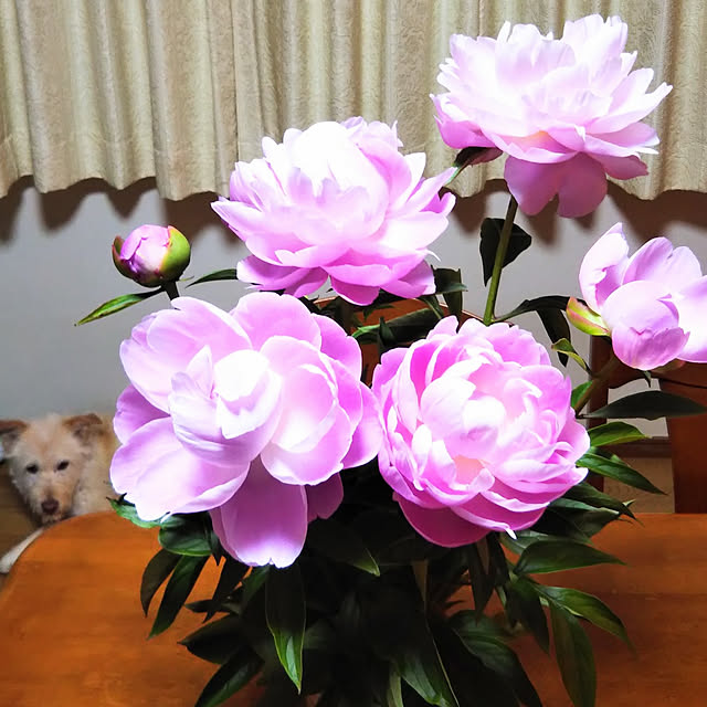 Tirorinさんの実例写真