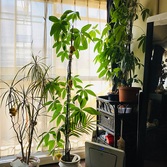 hirokojy1さんの実例写真