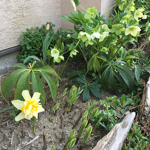 shigimiさんの実例写真