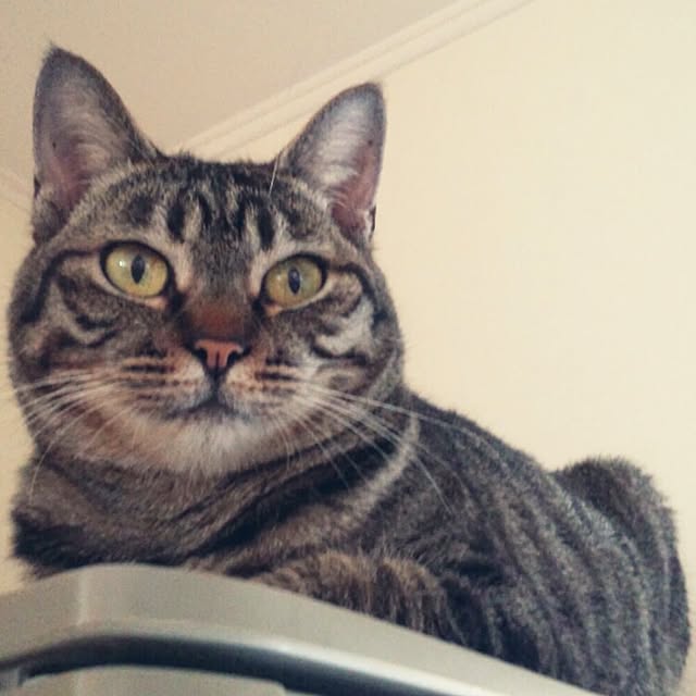 maoshinさんの実例写真