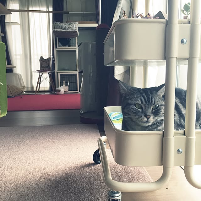 mikomaruさんの実例写真