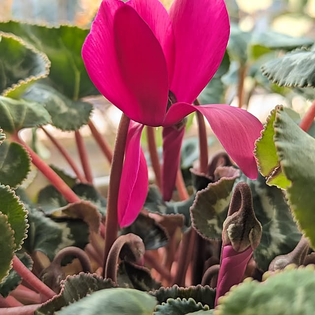 mi-saさんの部屋