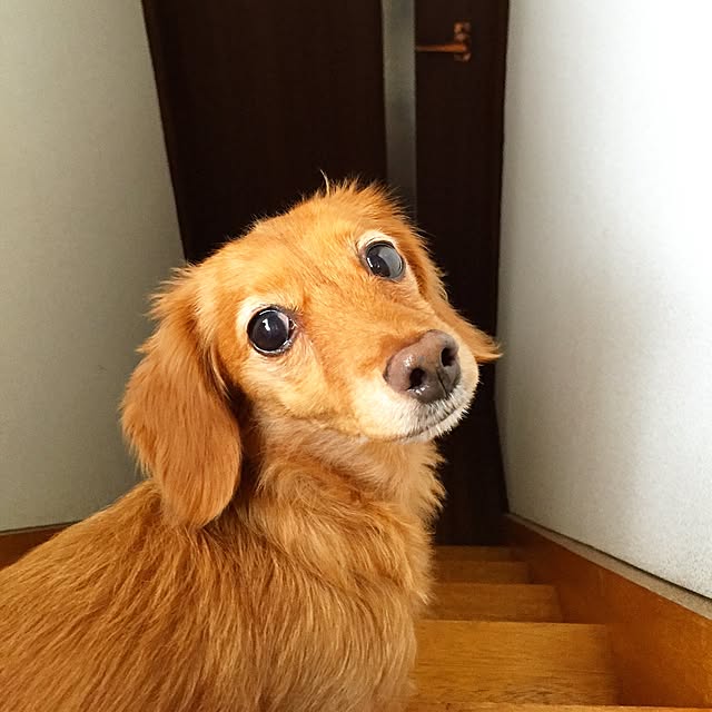 sakuさんの実例写真