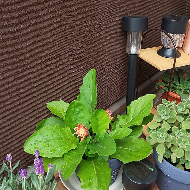 KOHAKUさんの実例写真