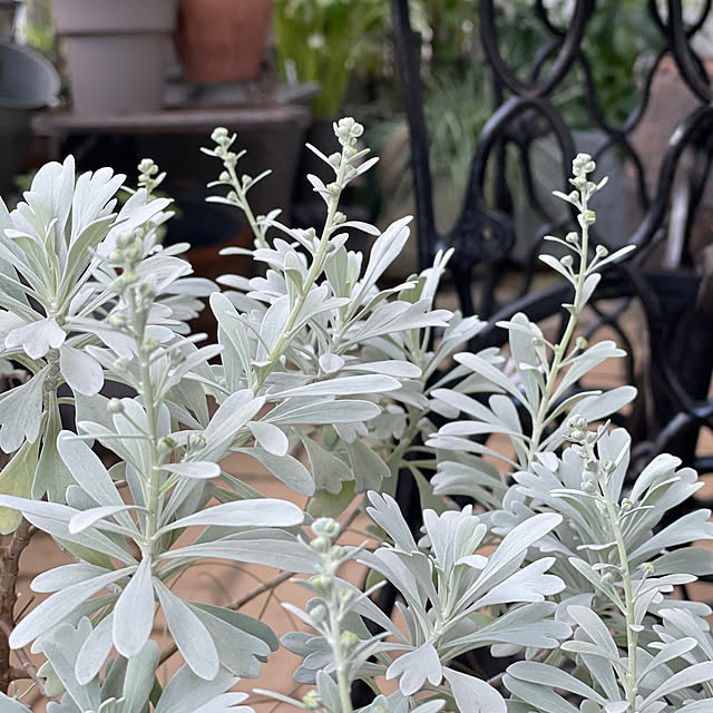 shiropenguinさんの部屋