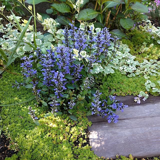 coconathuさんの部屋