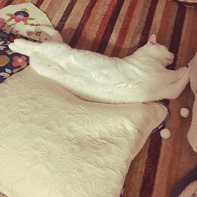 tekokaasanさんの実例写真