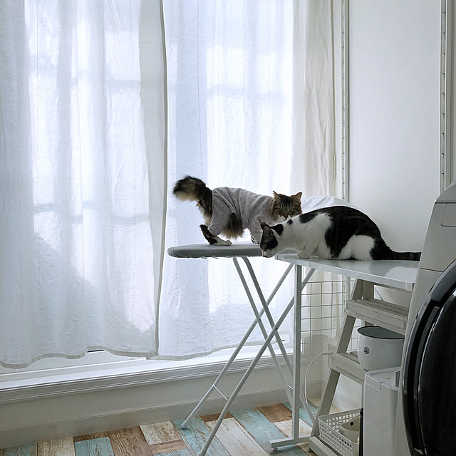 カーテン/猫のいる暮らし/フォロワーさんに感謝♥/いつもいいねやコメントありがとう♡/猫のいる日常...などのインテリア実例 - 2020-01-14 19:32:30