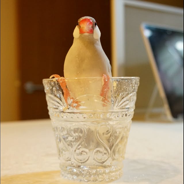 kinako_shiro_ginさんの実例写真