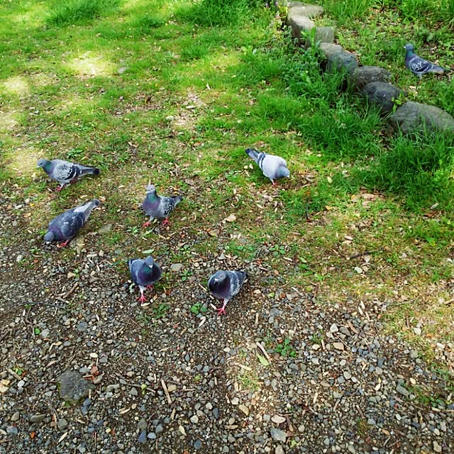kamechanさんの実例写真