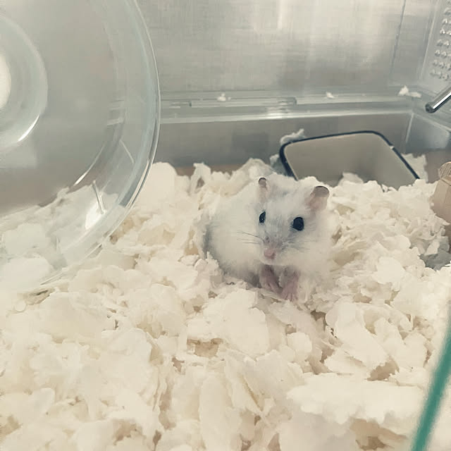 ha_koさんの部屋