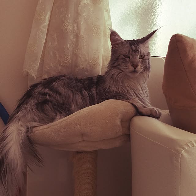 Jennyさんの実例写真