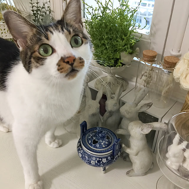 yuchiさんの実例写真