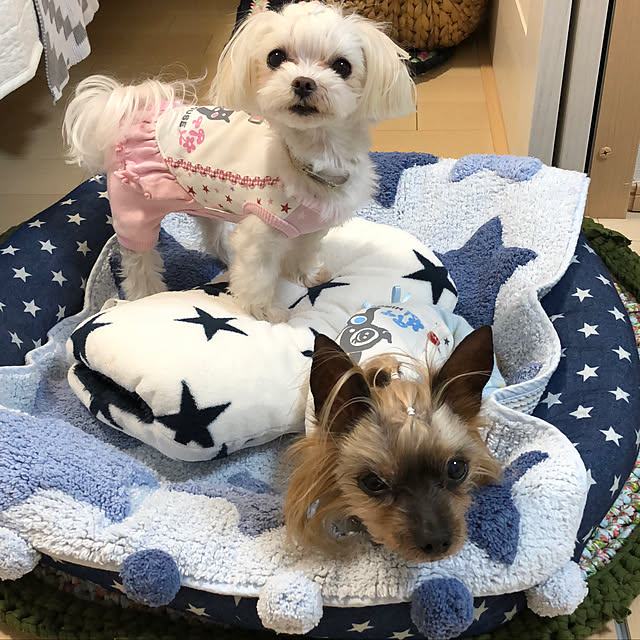 loliontoaliceveさんの実例写真