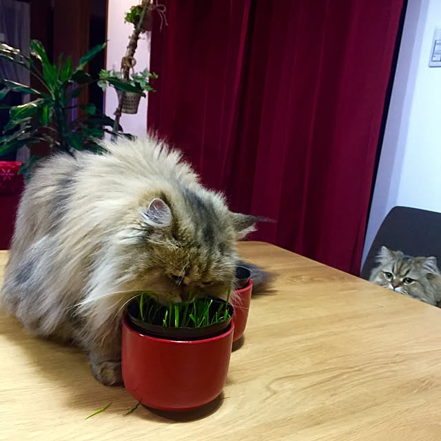 butachanさんの実例写真
