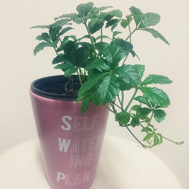 shokoさんの実例写真