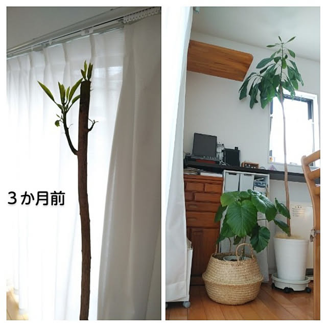 mutsuさんの実例写真