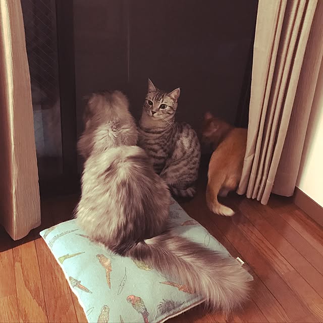 amo69xxさんの実例写真